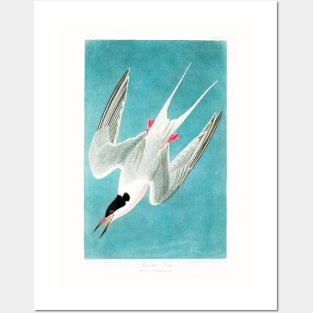 Roseate Tern from Birds of America (1827) Posters and Art